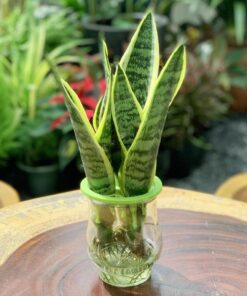 cay-luoi-ho-cayxanhhoanggia-3
